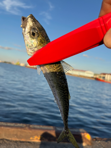 サバの釣果