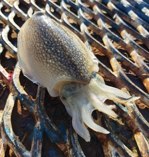 コウイカの釣果