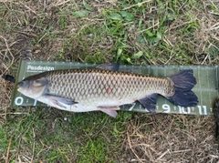 ソウギョの釣果