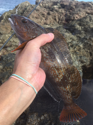 アイナメの釣果