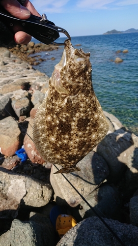 ソゲの釣果