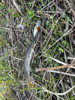 カマスの釣果