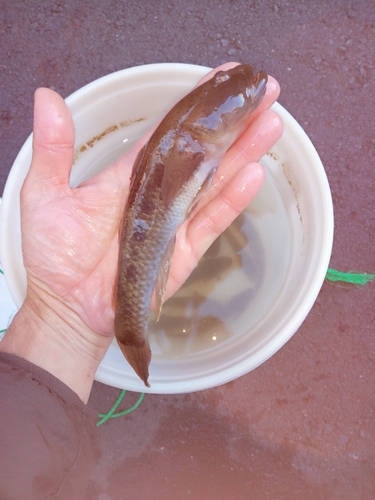 ウロハゼの釣果