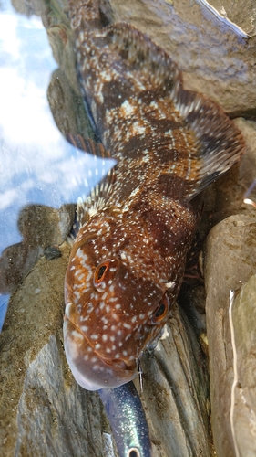 アイナメの釣果