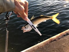 サバの釣果