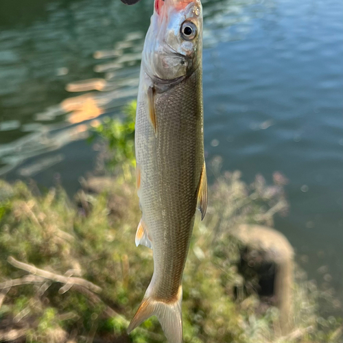 ウグイの釣果