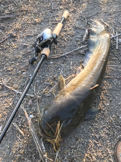 ナマズの釣果