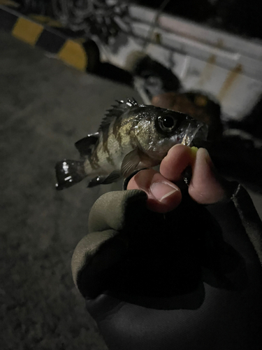 シロメバルの釣果