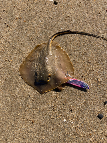 アカエイの釣果