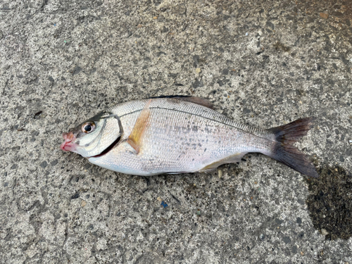 ウミタナゴの釣果