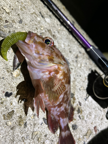 カサゴの釣果