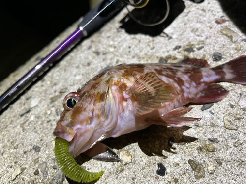 アラカブ