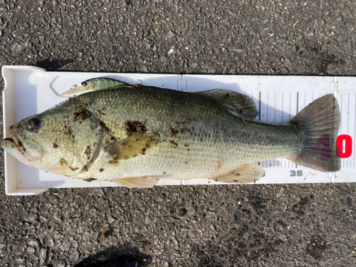 ブラックバスの釣果