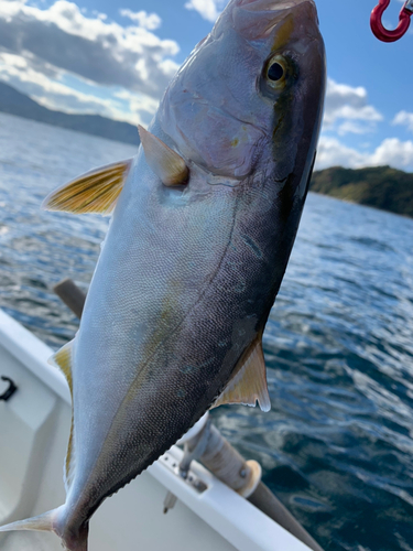 シオの釣果