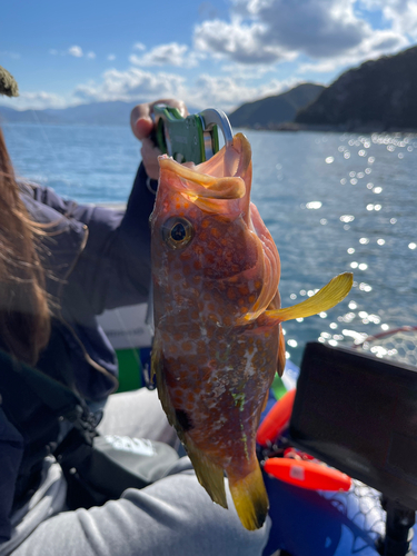 アコウの釣果