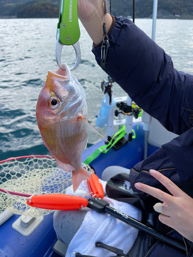 レンコダイの釣果