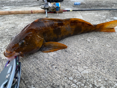 アイナメの釣果