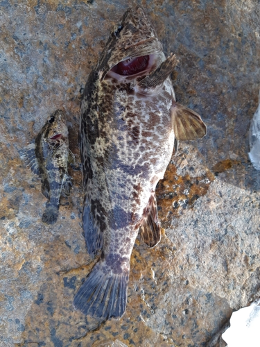 タケノコメバルの釣果