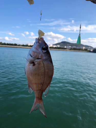 チャリコの釣果