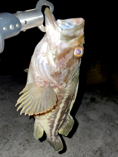 シマソイの釣果