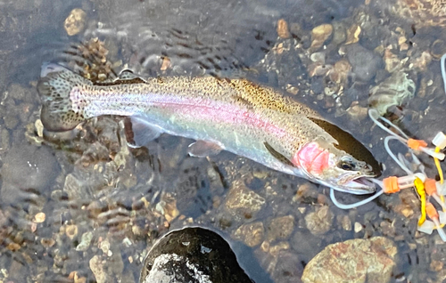 ニジマスの釣果