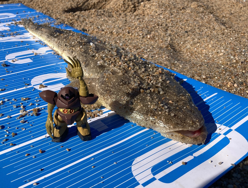 マゴチの釣果