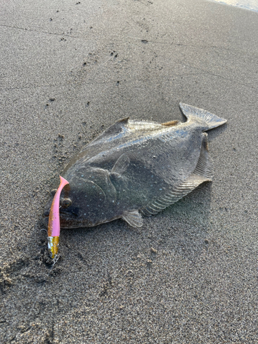 ヒラメの釣果