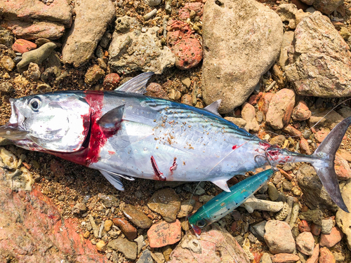 カツオの釣果