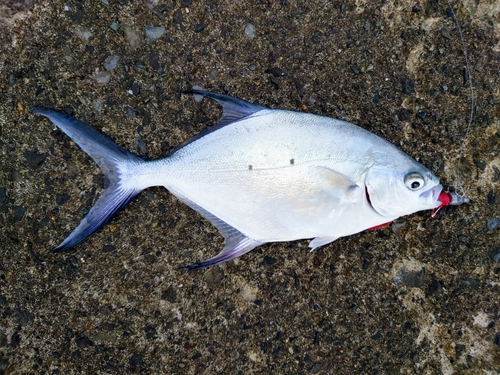 コバンアジの釣果