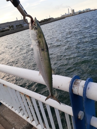 サゴシの釣果