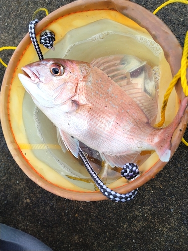 タイの釣果