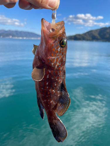 キジハタの釣果