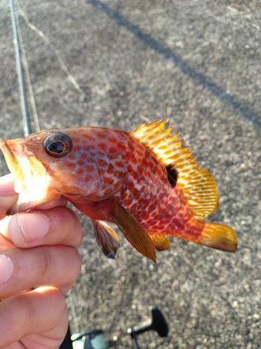 キジハタの釣果