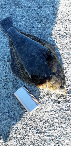 カレイの釣果