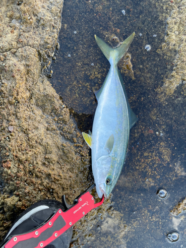 ヤズの釣果