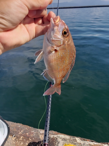 タイの釣果