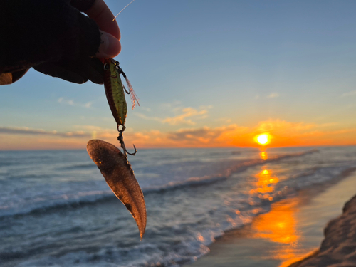 シタビラメの釣果