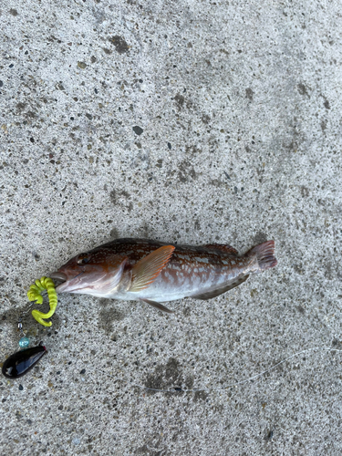 アイナメの釣果