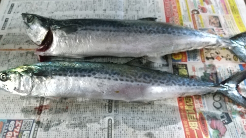 サゴシの釣果