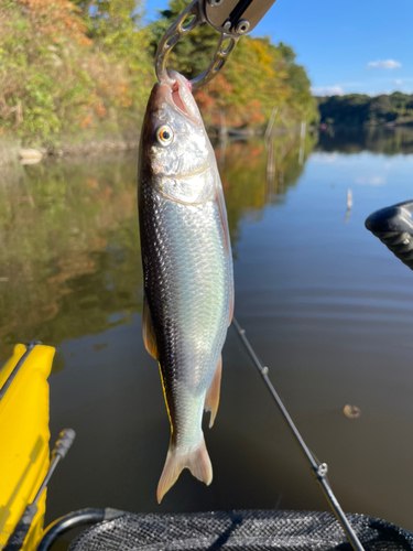 ハスの釣果