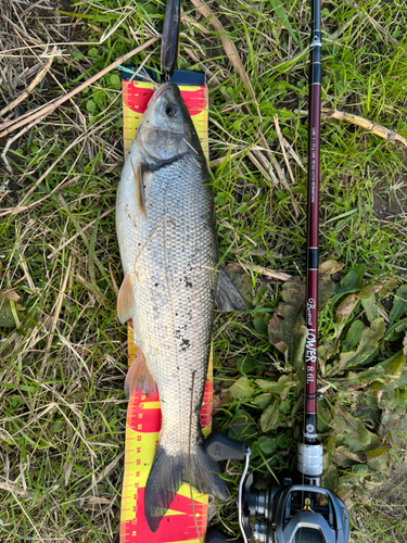 ウグイの釣果