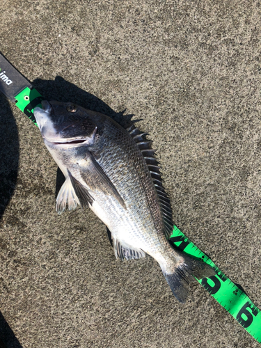 クロダイの釣果