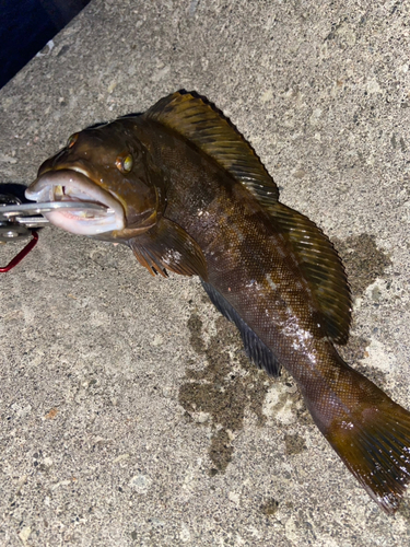 アイナメの釣果