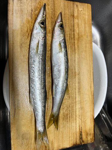 カマスの釣果