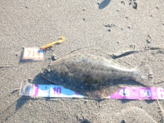 ヒラメの釣果