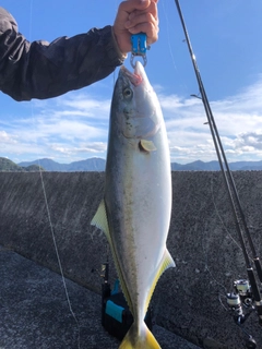 メジロの釣果