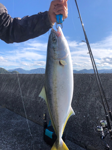 メジロの釣果