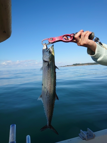 サゴシの釣果