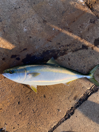 メジロの釣果