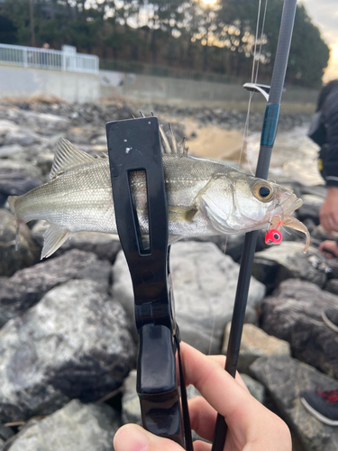 セイゴ（タイリクスズキ）の釣果